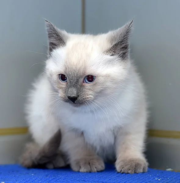 Little fluffy Siamese kitten — Stock Photo, Image