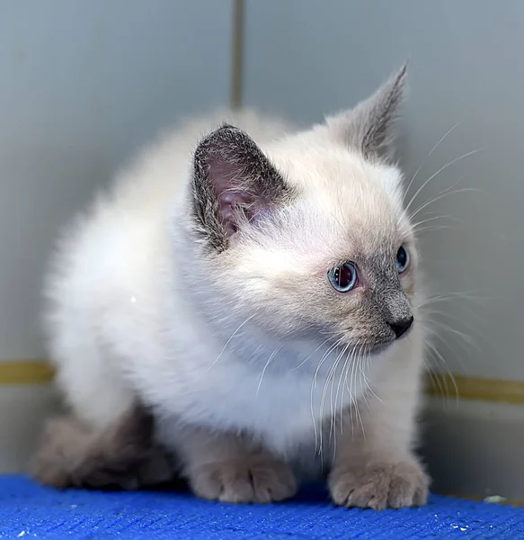 Pequeño peludo siamés gatito —  Fotos de Stock