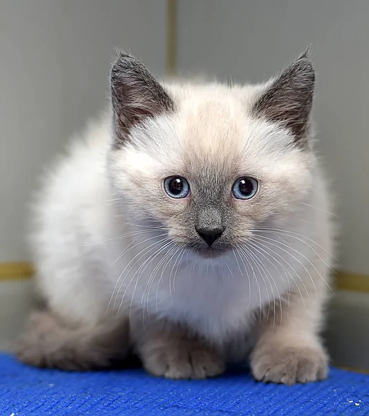 Little fluffy Siamese kitten — Stock Photo, Image