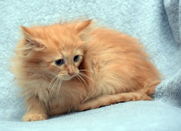 Маленький красный пушистый испуганный котенок — стоковое фото