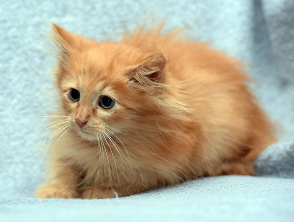 Little red fluffy scared kitten — Stock Photo, Image