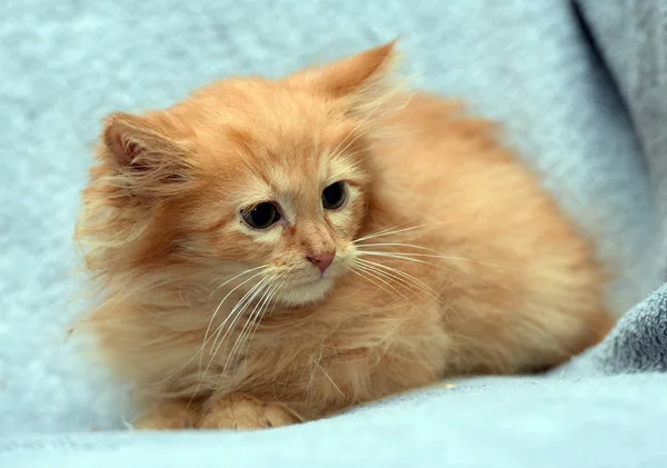 Pequeno fofo vermelho gatinho assustado — Fotografia de Stock