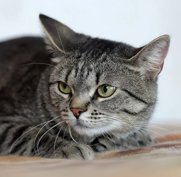 Desagradado tabby gato retrato — Fotografia de Stock