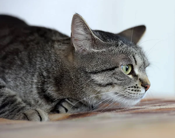 Memnun tekir kedi portre — Stok fotoğraf