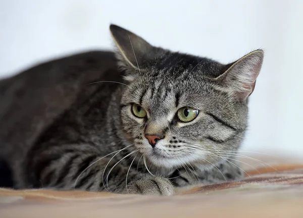 Portrét nespokojen mourovatá kočka — Stock fotografie
