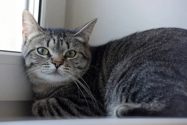 Cinza listrado gato shorthair deitado no parapeito da janela — Fotografia de Stock