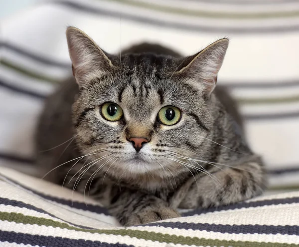 Big-eyed randig Europeiska korthår katt — Stockfoto