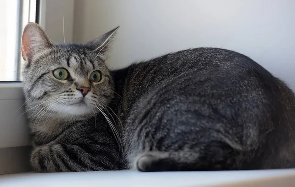 Cinza listrado gato shorthair deitado no parapeito da janela — Fotografia de Stock