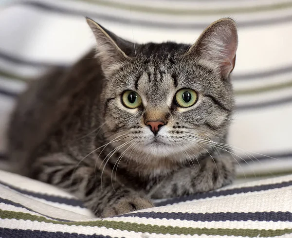 Big-eyed randig Europeiska korthår katt — Stockfoto