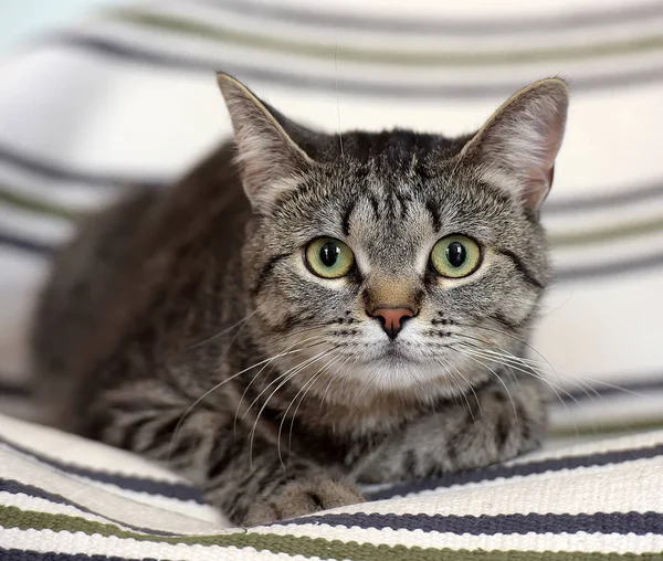 Chat à poil court européen rayé aux grands yeux — Photo