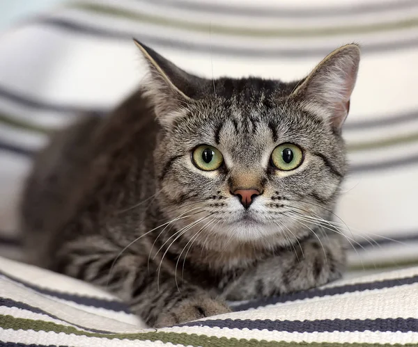 Big-eyed striped European shorthair cat — Stock Photo, Image