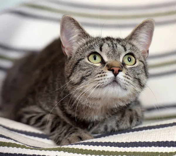 Chat à poil court européen rayé aux grands yeux — Photo