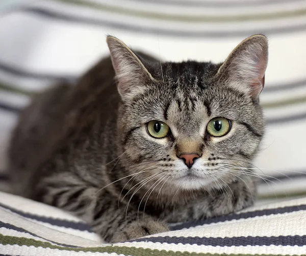 Μεγάλα μάτια ριγέ Ευρωπαϊκό shorthair γάτα — Φωτογραφία Αρχείου