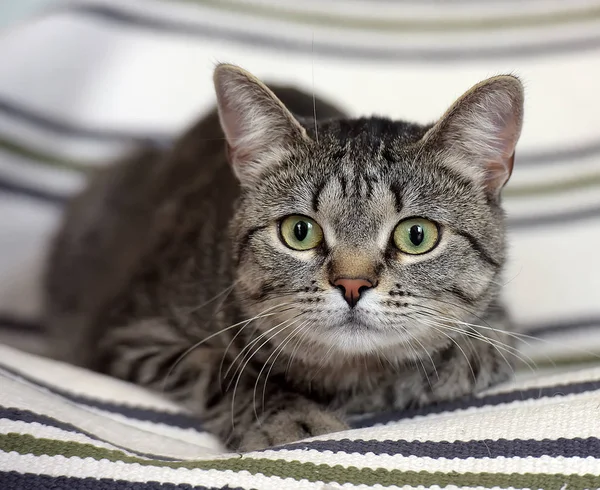 Big-eyed striped European shorthair cat — Stock Photo, Image