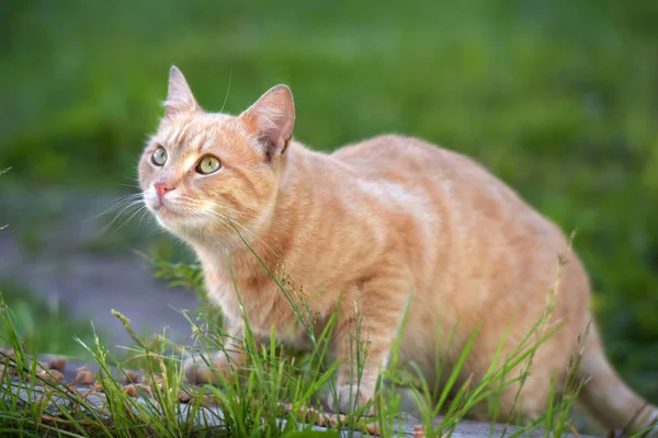 Röd katt bland det gröna gräset — Stockfoto