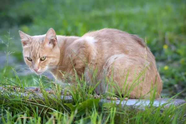 緑の草の中で赤猫 — ストック写真