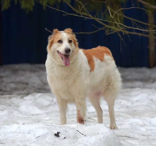 Röda och vita Central asiatiska herde i snön — Stockfoto