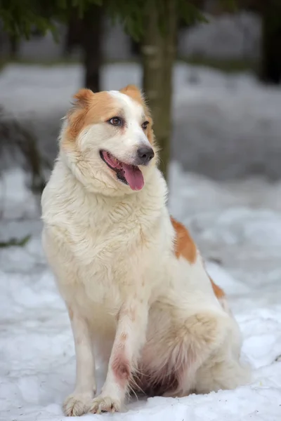 Rote und weiße zentralen asiatischen Hirten im Schnee — Stockfoto