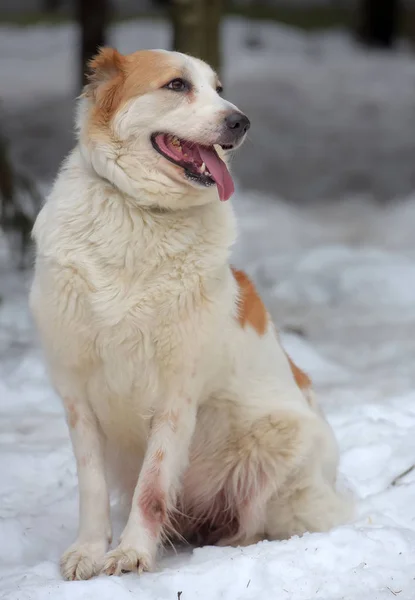 Rode en witte Centraal Aziatische herder in de sneeuw — Stockfoto