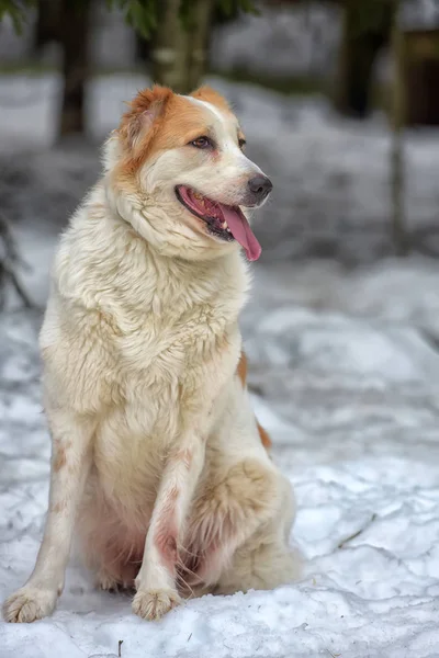 雪の中でアジア羊飼いを中央に赤と白 — ストック写真