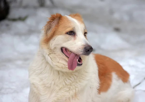 Rode en witte Centraal Aziatische herder in de sneeuw — Stockfoto