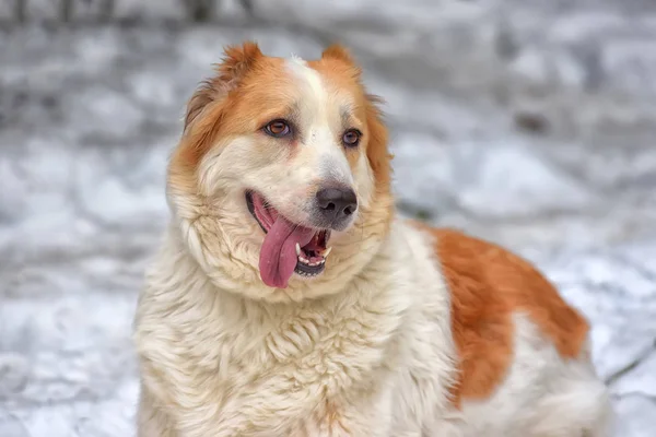 Red and white Central Asian Shepherd in the snow — Stock Photo, Image