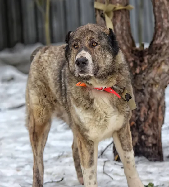 Gri ile beyaz Orta Asya çoban köpeği, sekiz yaşında, — Stok fotoğraf