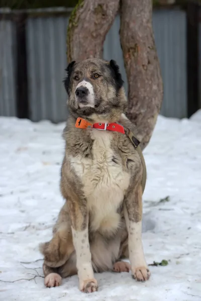 Gri ile beyaz Orta Asya çoban köpeği, sekiz yaşında, — Stok fotoğraf