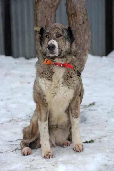 Gri ile beyaz Orta Asya çoban köpeği, sekiz yaşında, — Stok fotoğraf