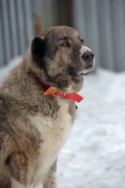 Gri ile beyaz Orta Asya çoban köpeği, sekiz yaşında, — Stok fotoğraf