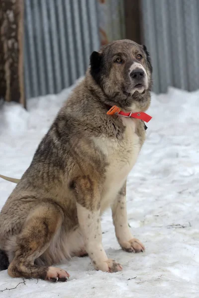 灰色与白色中亚牧羊犬, 8岁, — 图库照片