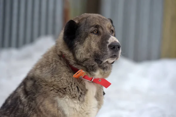 Gri ile beyaz Orta Asya çoban köpeği, sekiz yaşında, — Stok fotoğraf