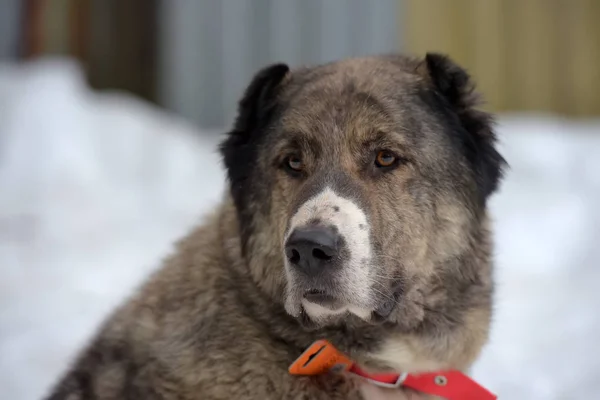 Gray with white Central Asian Shepherd Dog, eight years old, — Stock Photo, Image