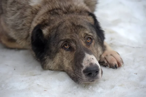 Gray with white Central Asian Shepherd Dog, eight years old, — Stock Photo, Image