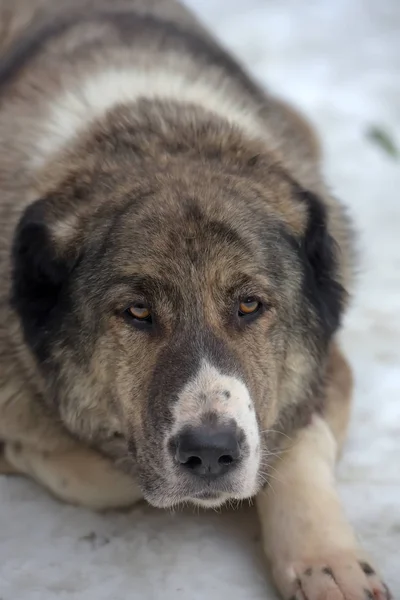 Grigio con bianco Cane da pastore dell'Asia centrale, otto anni , — Foto Stock