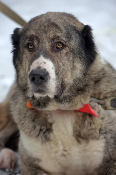 Gri ile beyaz Orta Asya çoban köpeği, sekiz yaşında, — Stok fotoğraf