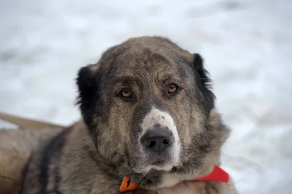 Grau mit weißem zentralasiatischen Schäferhund, acht Jahre alt, — Stockfoto