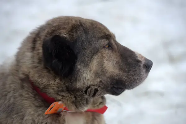 पांढरा मध्य आशियाई मेंढपाळ कुत्रा, आठ वर्षांचा राखाडी , — स्टॉक फोटो, इमेज