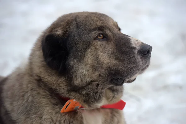 Grau mit weißem zentralasiatischen Schäferhund, acht Jahre alt, — Stockfoto