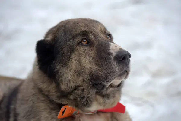 Grau mit weißem zentralasiatischen Schäferhund, acht Jahre alt, — Stockfoto