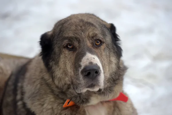 Grå med hvit, sentralasiatisk gjeterhund, åtte år gammel , – stockfoto