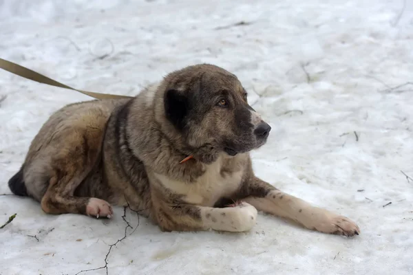 Gri ile beyaz Orta Asya çoban köpeği, sekiz yaşında, — Stok fotoğraf