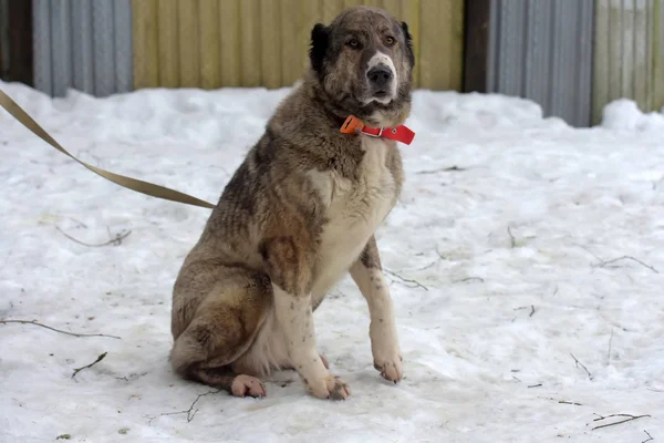 Gri ile beyaz Orta Asya çoban köpeği, sekiz yaşında, — Stok fotoğraf