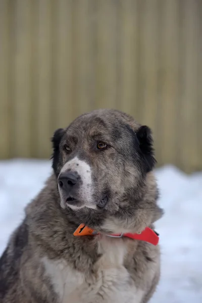 Gri ile beyaz Orta Asya çoban köpeği, sekiz yaşında, — Stok fotoğraf