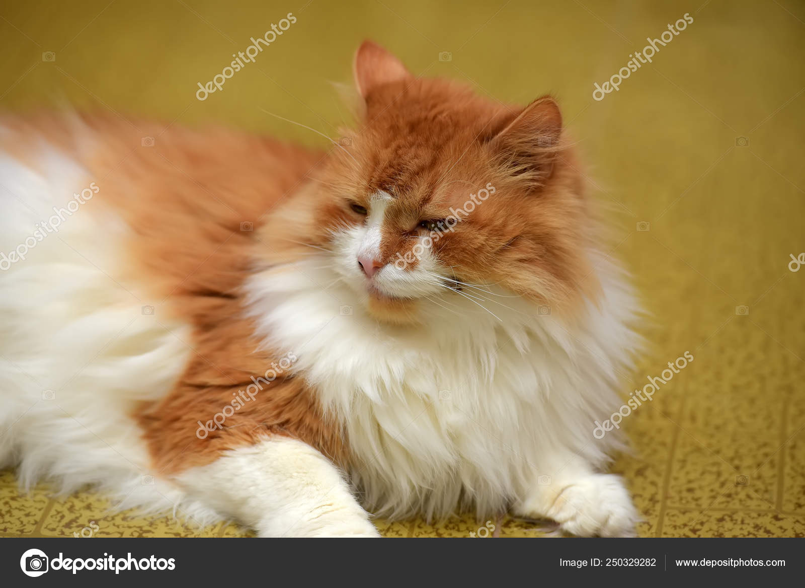 Beautiful Redhead With White Fluffy Cat Stock Photo C Evdoha