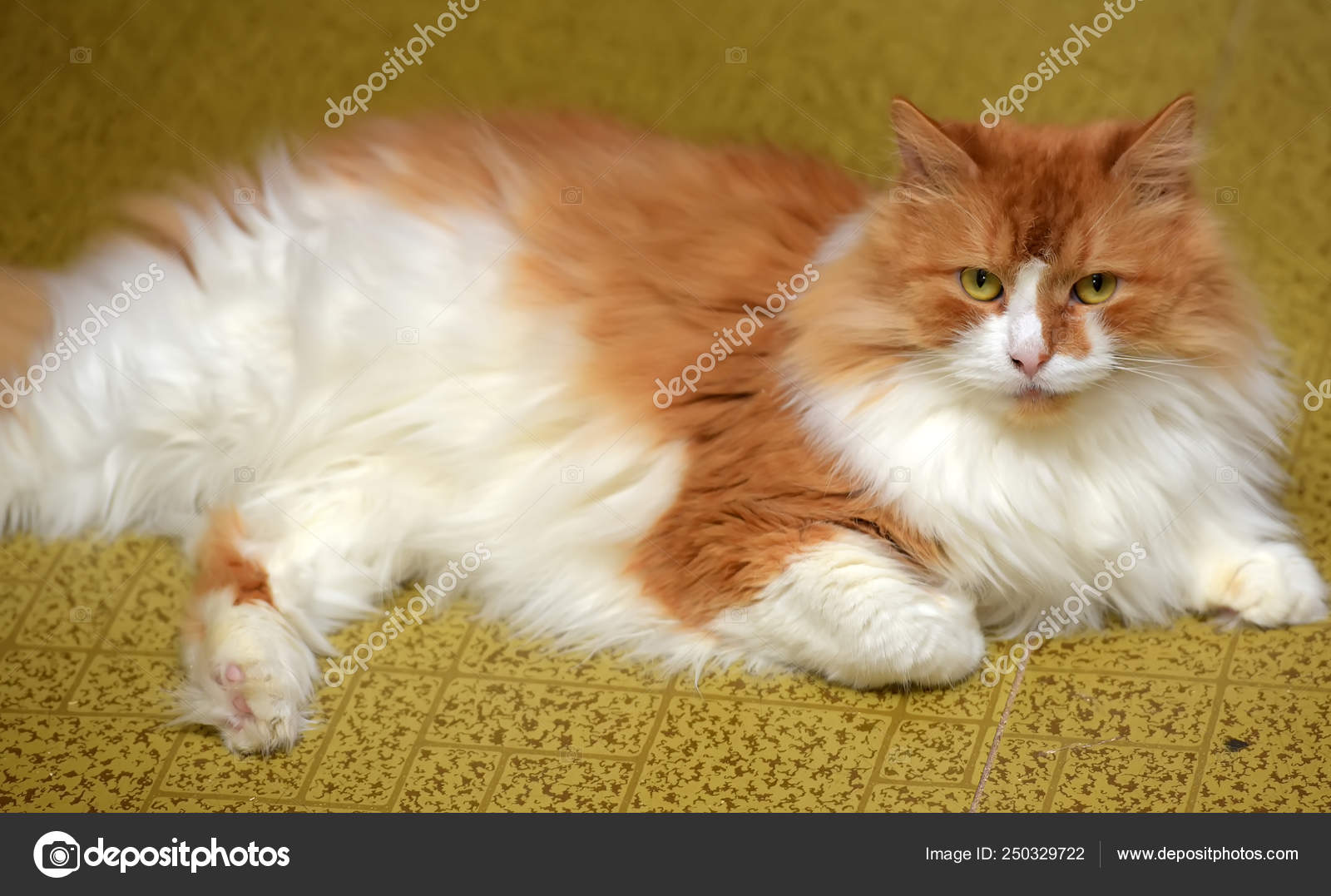 Beautiful Redhead With White Fluffy Cat Stock Photo C Evdoha