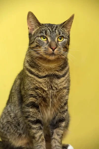 European striped cat on a yellow — Stock Photo, Image