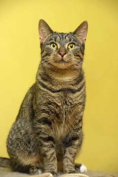 Europea rayas gato en un amarillo — Foto de Stock