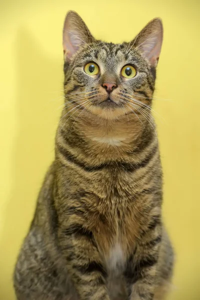 European striped cat on a yellow — Stock Photo, Image