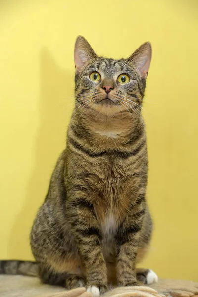 European striped cat on a yellow — Stock Photo, Image